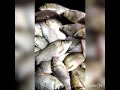 🎣Оце так улов! Риба карась!🐟 That&#39;s the catch fish! Вот это улов рыбы карась 👍