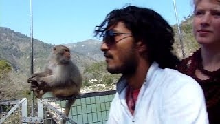 Monkeys on the Lakshman Jhula bridge in Rishikesh, India