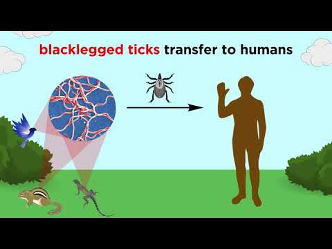 Video: Borreliose - årsaker Og Symptomer På Borreliose, Diagnose, Behandling, Forebygging