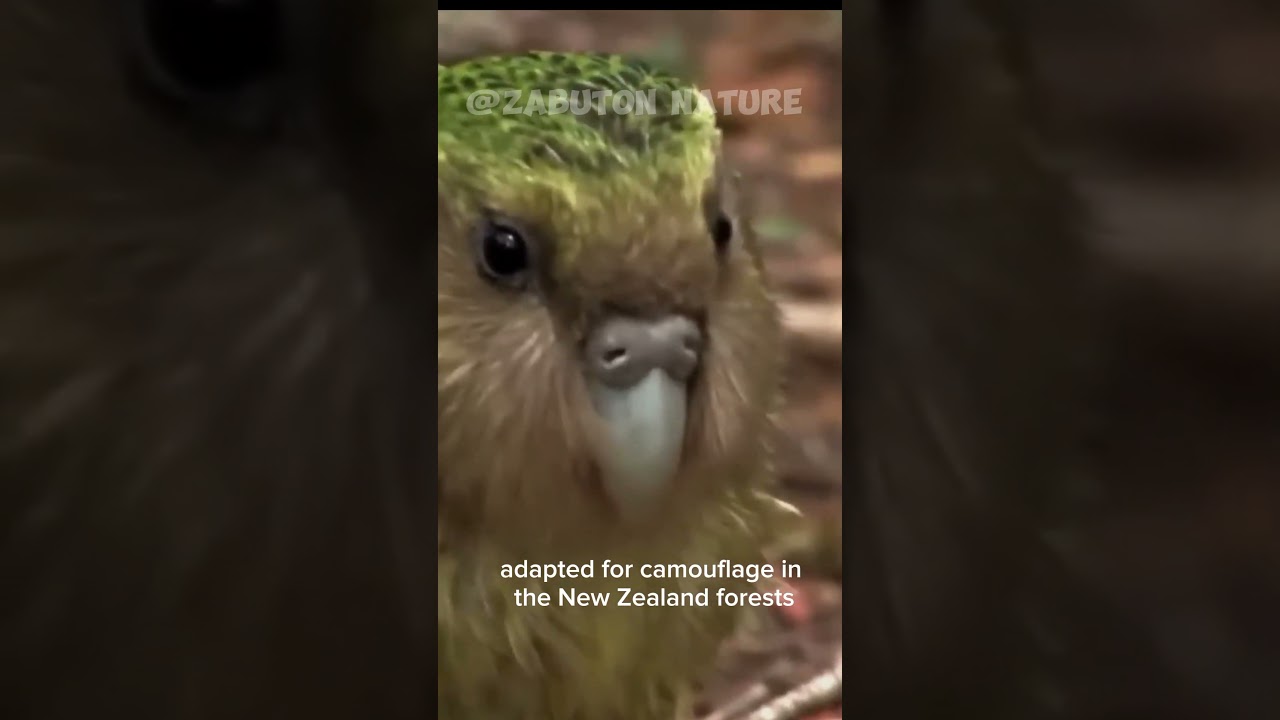 Kakapo • New Zealand's Critically Endangered Parrot 