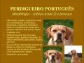 Perdigueiro Português - Estalão