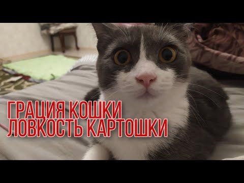 Грация кошки, ловкость картошки - YouTube