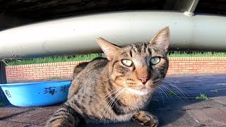 旅先で撮った野良猫の短い動画をまとめて公開