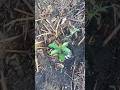 pemberian Pupuk pertumbuhan pada kopi pacsa tanam #nature #agrikultur #farming #teknikpertanian #fy