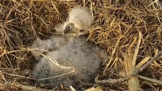 Decorah Eagles. DH2 preening - explore.org 04-19-2023