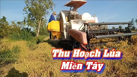 Mùa Cắt Lúa Ở Miền Tây.