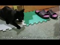 障害子猫の闘病日記㊴ ～診察結果。。。～