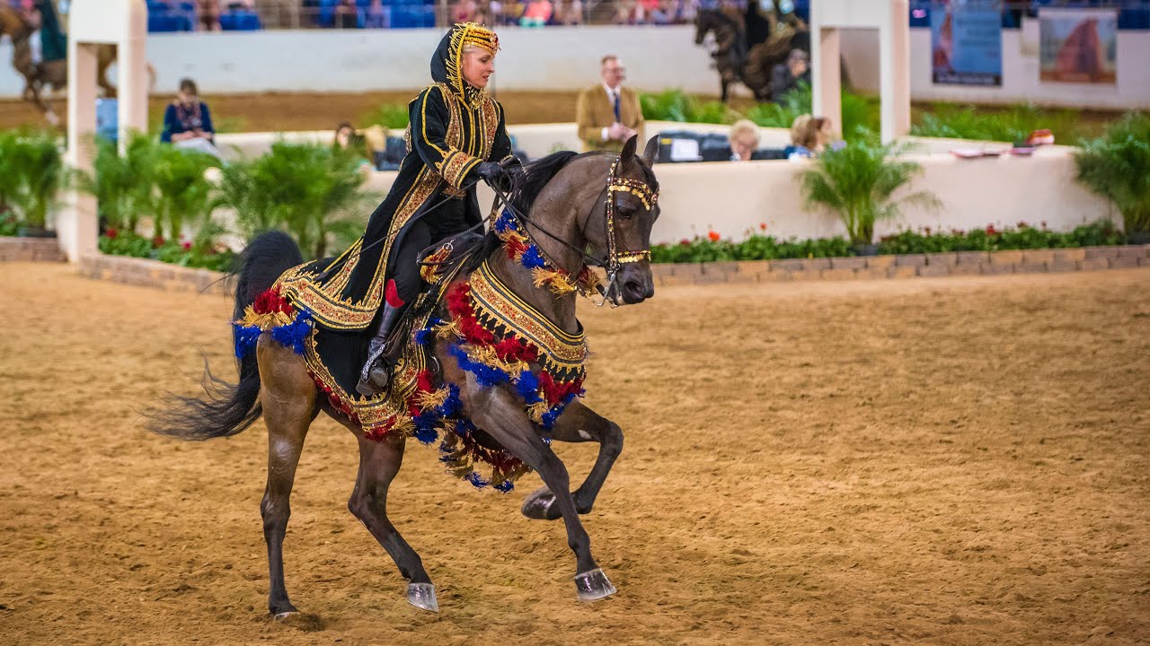 Arabian Horse Show Results 2023 Arabian Horse Show Results 2023