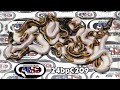 24bpC209 fm VPI Axanthic Pied x m Clown Pied Pos Leopard