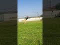 Dekha Aisa Catch 😱 #shorts #ytshorts #cricket #catch #cricketwithubaid #reels #trending #instagram