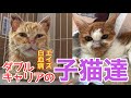 【白血病・猫エイズ】【保護猫】ダブルキャリアの子猫たち