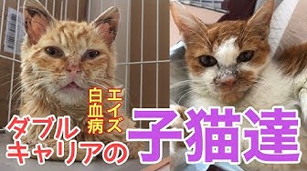 猫エイズ Youtube 猫エイズ Youtube