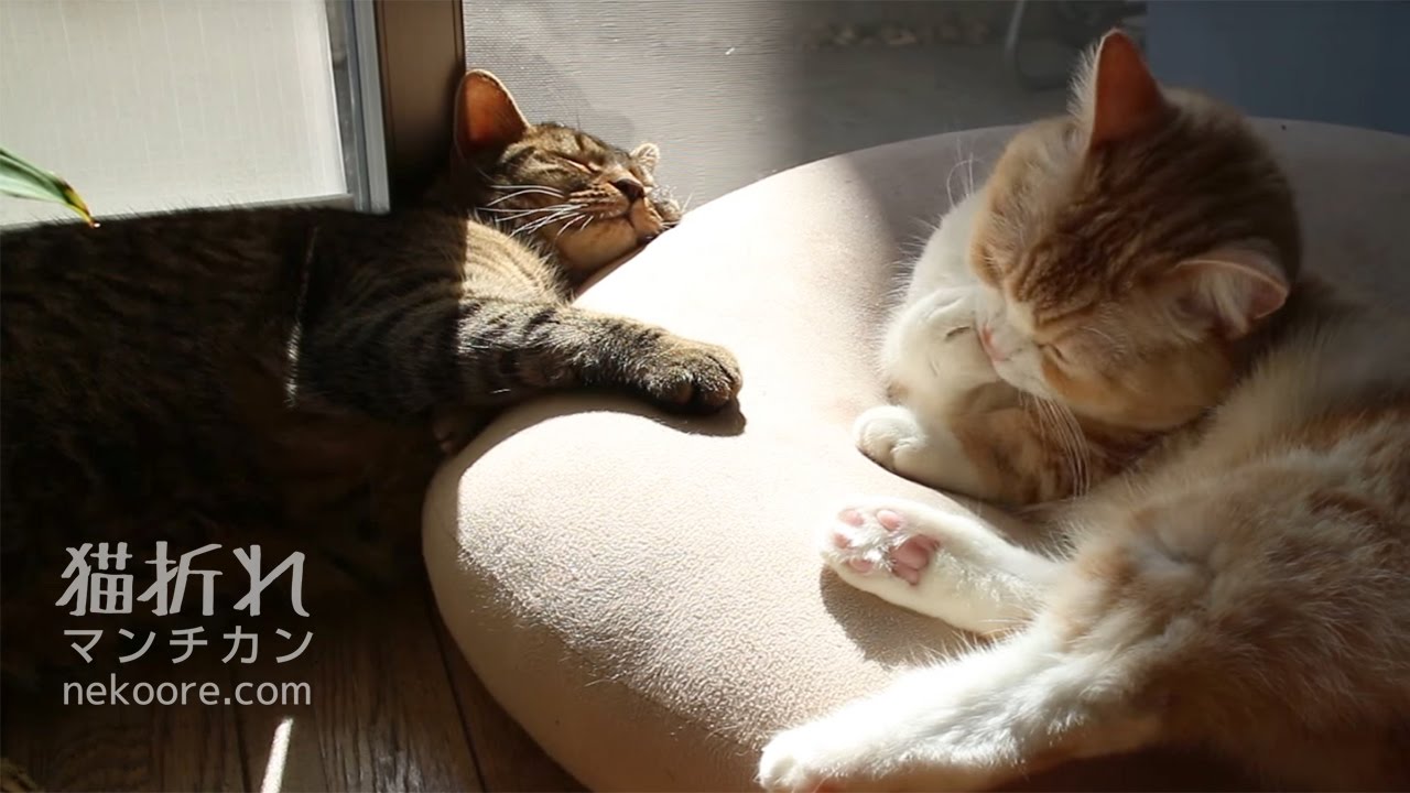 munchkin cat breeders near me 私は力丸、寝るのが仕事、それがたとえクッションの端だとしても-Cat sleeping at the end of the cushion