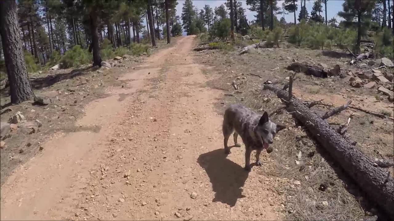 Mogollon Rim Drive Part 2 May 2016