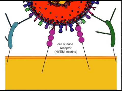 Herpesvirus attachment and entry (HSV-1)