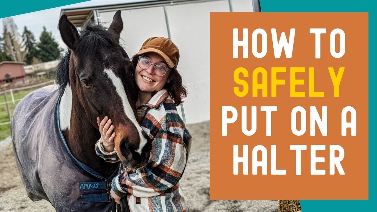How to halter a horse (two ways!) YouTube