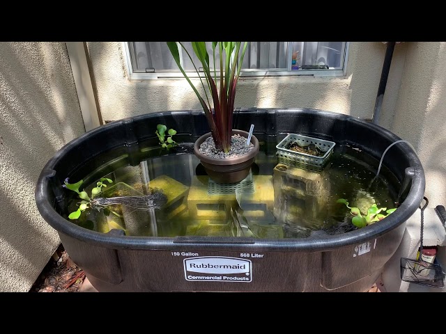 Breeding Pond 150 gallon Rubbermaid Stock tank 