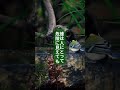 スズメバチやアシナガバチ。人には「怖い存在」でも、シジュウカラにとっては大切な餌。幼虫やサナギは、ヒナを育てるための理想的なタンパク源です。“怖い虫”の先にあるのは、命をつなぐ循環でした。