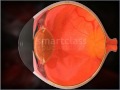 Internal Structure of Human Eye (Tamil)