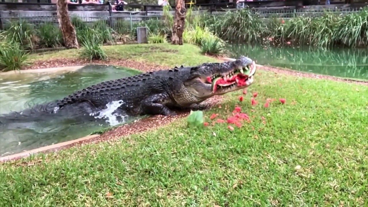 Нападение т. Гребнистый крокодил и человек нападает. Крокодил нападает на человека.