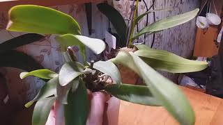 Орхидея Катлея. Полив,период покоя,начало роста .Мой опыт.