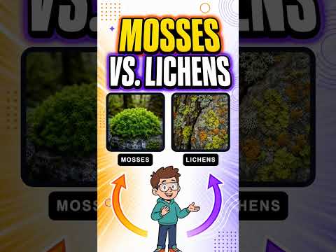 ✅ Moss vs Lichen: Plant or Partnership?