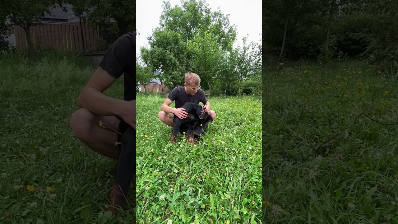 Síla klidu: Rotvajler a jeho pán 🐾 | Rottweiler Loyalty & Bond