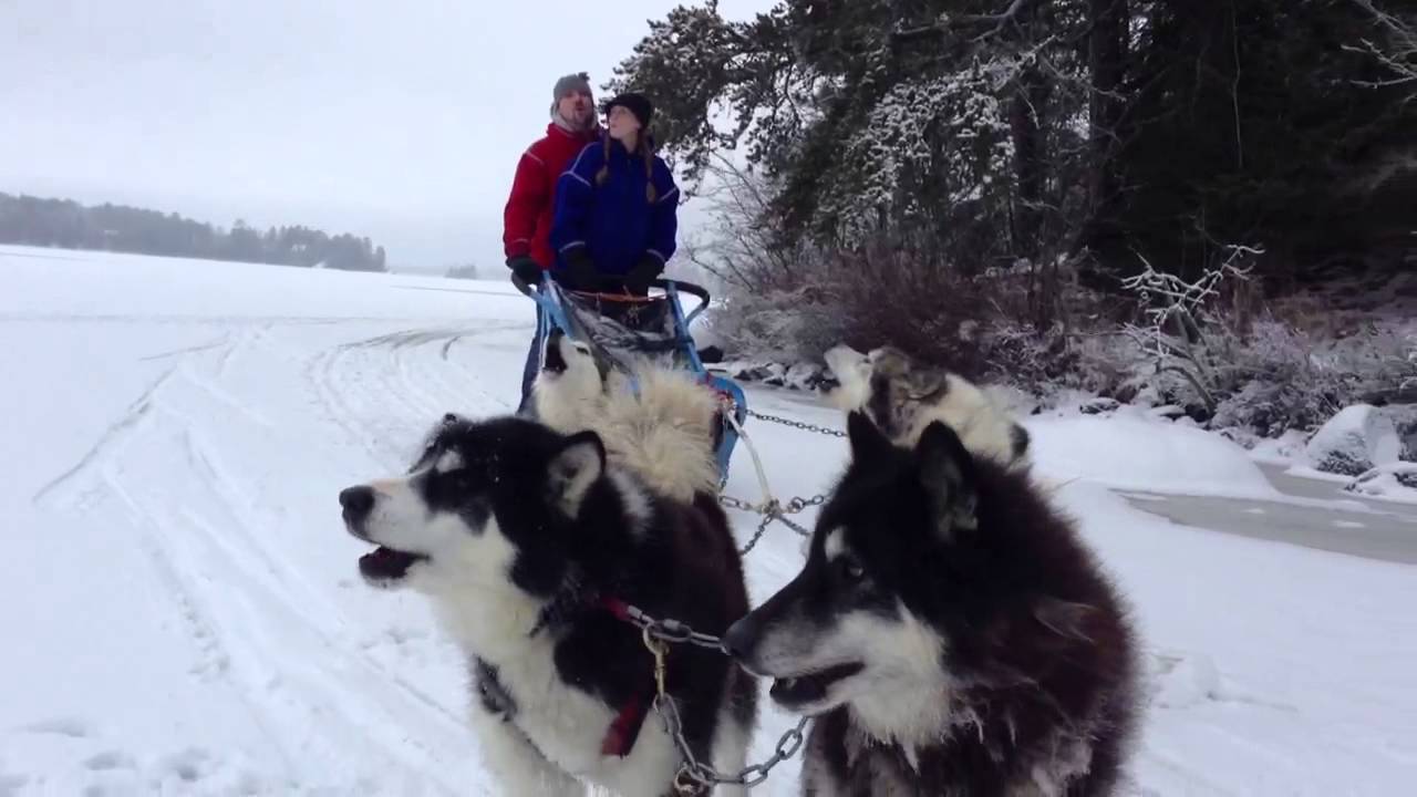 Canine Caroling by Dogsled Near Ely, MN YouTube