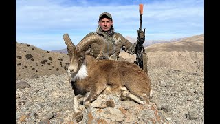 Red Sheep Hunting in Iran 2023. - Охота на Красного барана в Иране 2023.