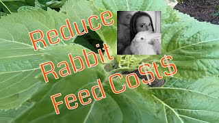 Reduce the rabbit feed bill with these 5 plants