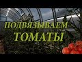 Подвязываем томаты в теплице шпагатом