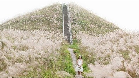 Bình Liêu Đẹp Nao Lòng Mùa Cỏ Lau | Cột Mốc 1297, 1300, 1302, 1305 , 1327 | THÁI VITV