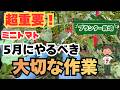 【ミニトマト】今後の成長の為に”今”やるべき大切な手入れ 【家庭菜園】