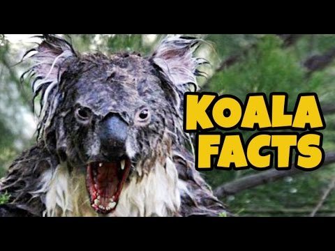 Video: Why Do Koalas Disappear?