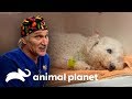 Adorable cachorra contrae neumonía y su vida peligra | Dr. Jeff, Veterinario | Animal Planet