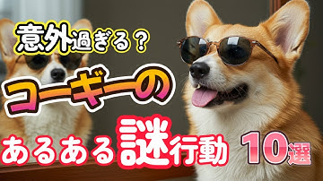 意外すぎる！？コーギーが見せる謎の行動10選