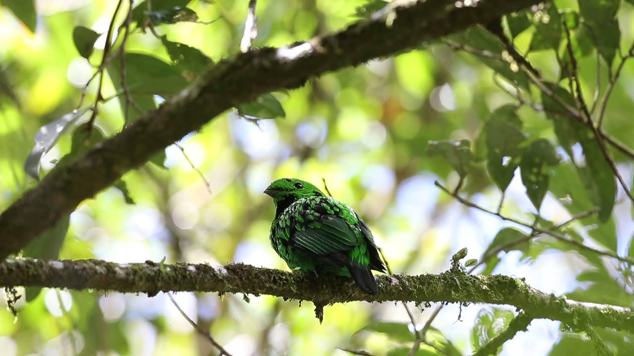 Whitehead's Broadbill 