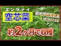 #1.空芯菜の育て方【約2ヶ月で収穫】タネまき〜収穫直前！夏野菜【エンツァイ】おすすめ家庭菜園