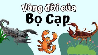 Vòng Đời Của Bọ Cạp Bao Nhiêu Ngày? Cùng Khám Phá Nhé