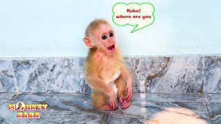 Monkey Kaka panicked when he didn't see baby monkey Mit