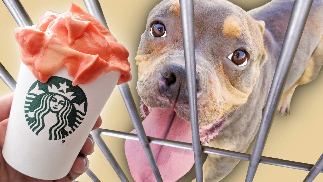 Buying 100 Pumpkin Puppuccinos For Homeless Dogs Youtube