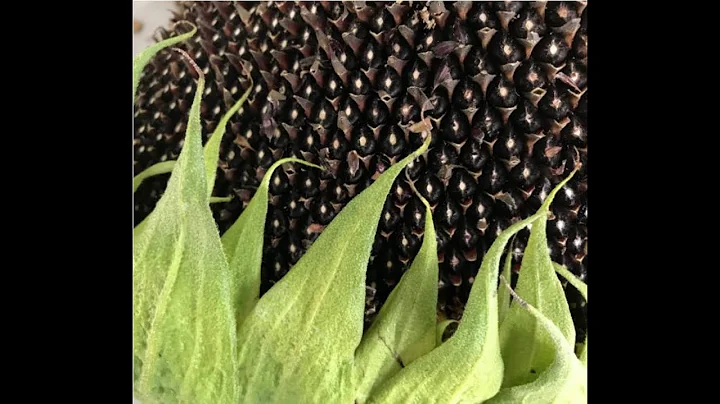 Feedback Friday: Grow Your Own Dye Plants w/ Milis...