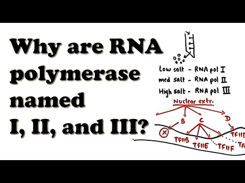 Eukaryotic Transcription - Introduction - Why are RNA polymerases named I, II, and III?