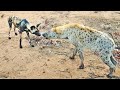 Wild Dogs & Hyenas Make Friends After Fighting