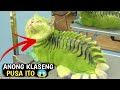 10 Pinaka Delikadong Pusa sa Buong Mundo