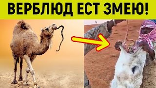 Вот зачем верблюдов кормят живыми змеями!