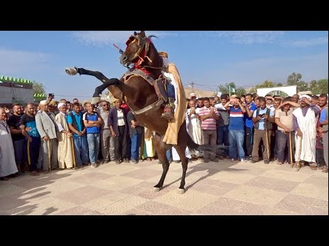         حصان يرقص على انغام الغايطة