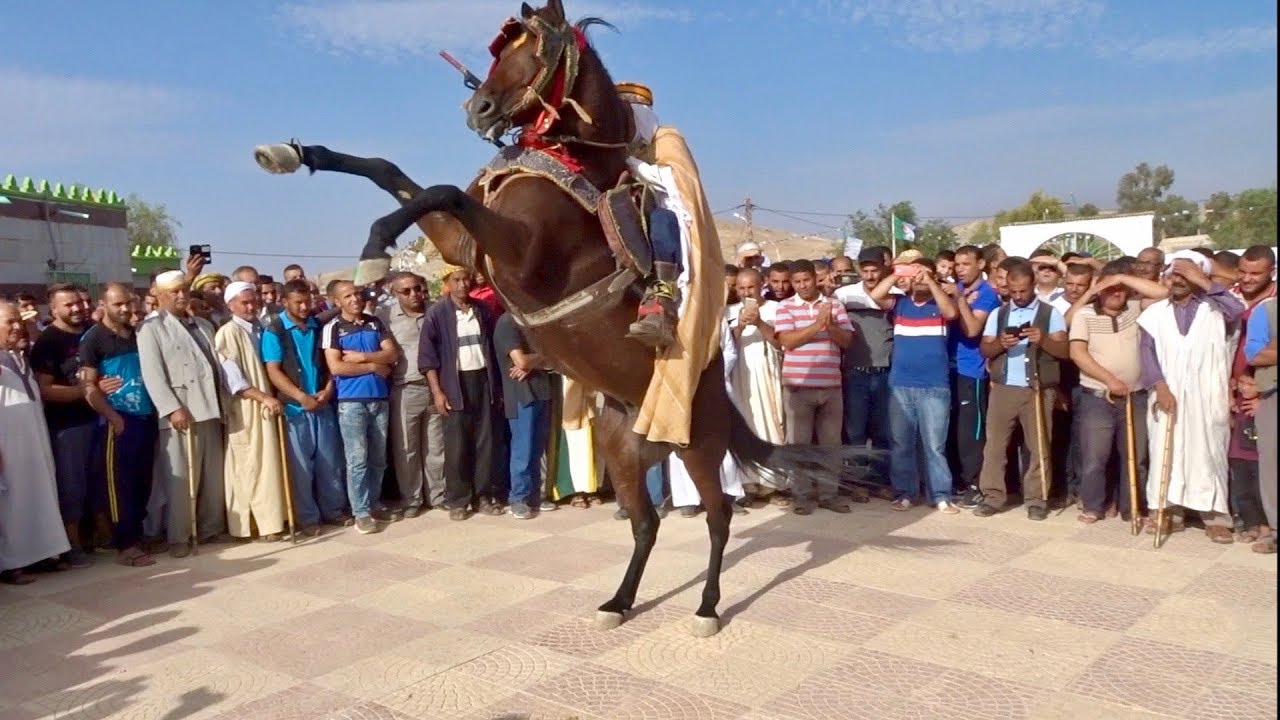 Cheval dansant sous l'effet de la ghaita  حصان يرقص على انغام الغايطة
