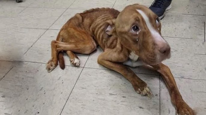 Skinny Pit Bull Starving On The Street Amazing Recovering After Being  Rescued - YouTube