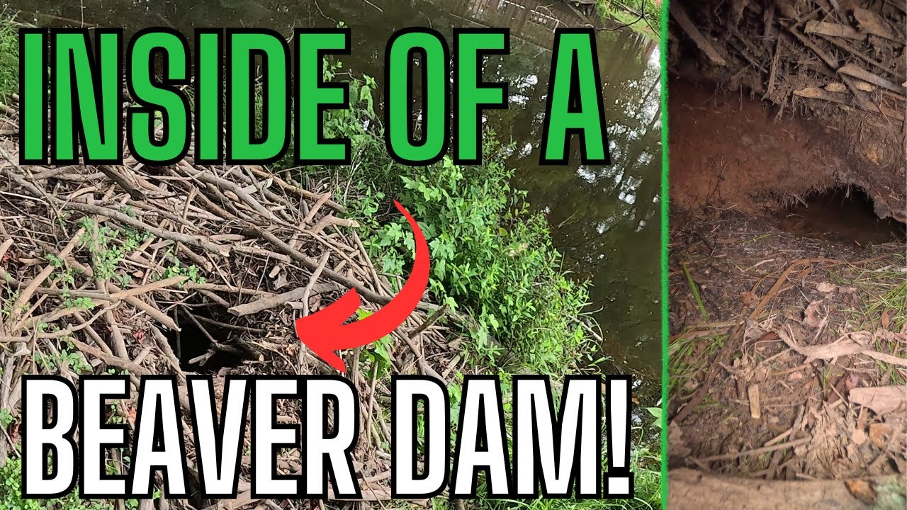 Ever Seen INSIDE a Beaver's Dam / Lodge??( Underwater footage as well